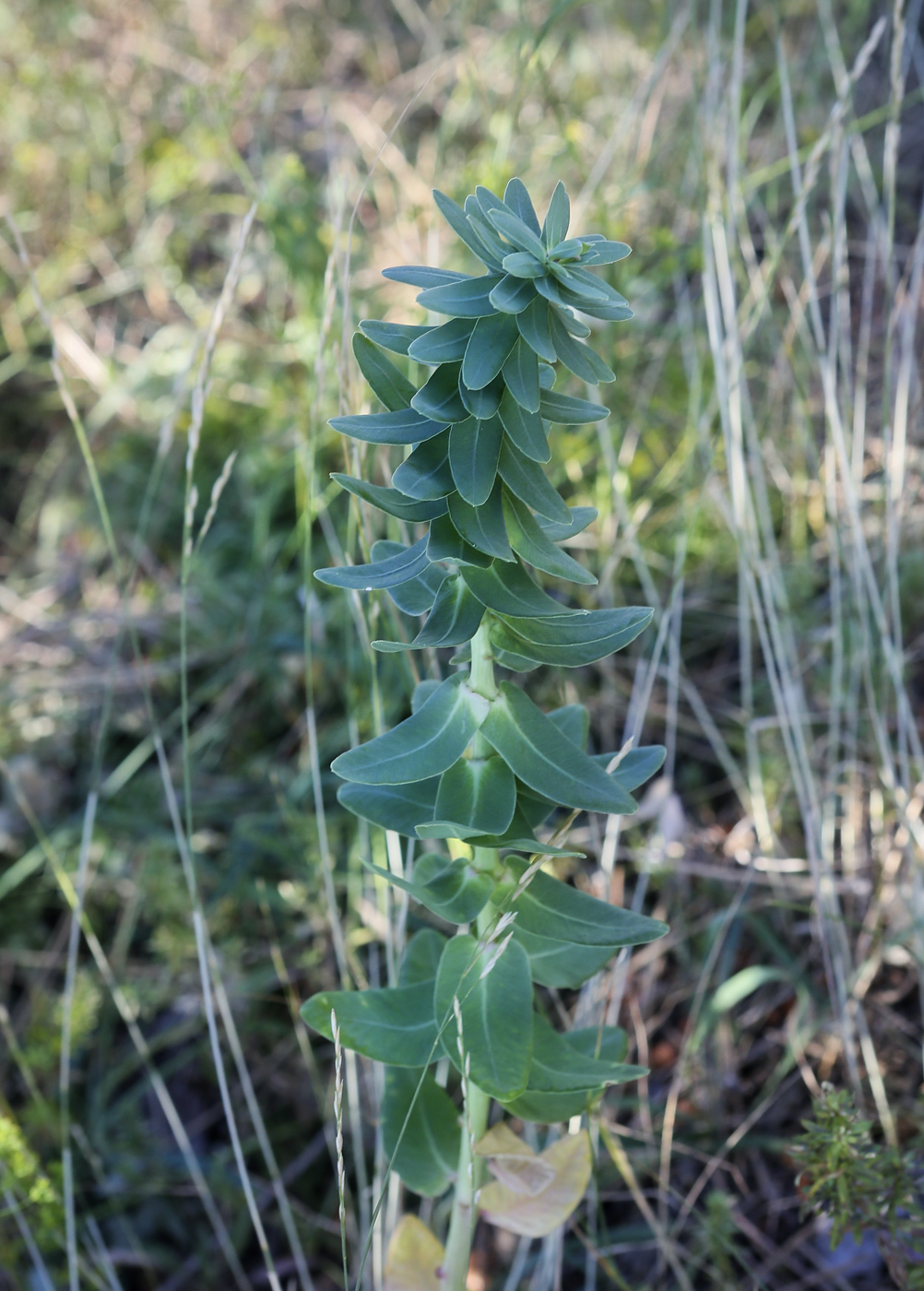 Image of Euphorbia agraria specimen.