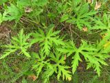 Geranium pratense