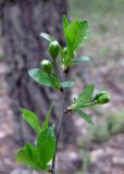 Cerasus fruticosa