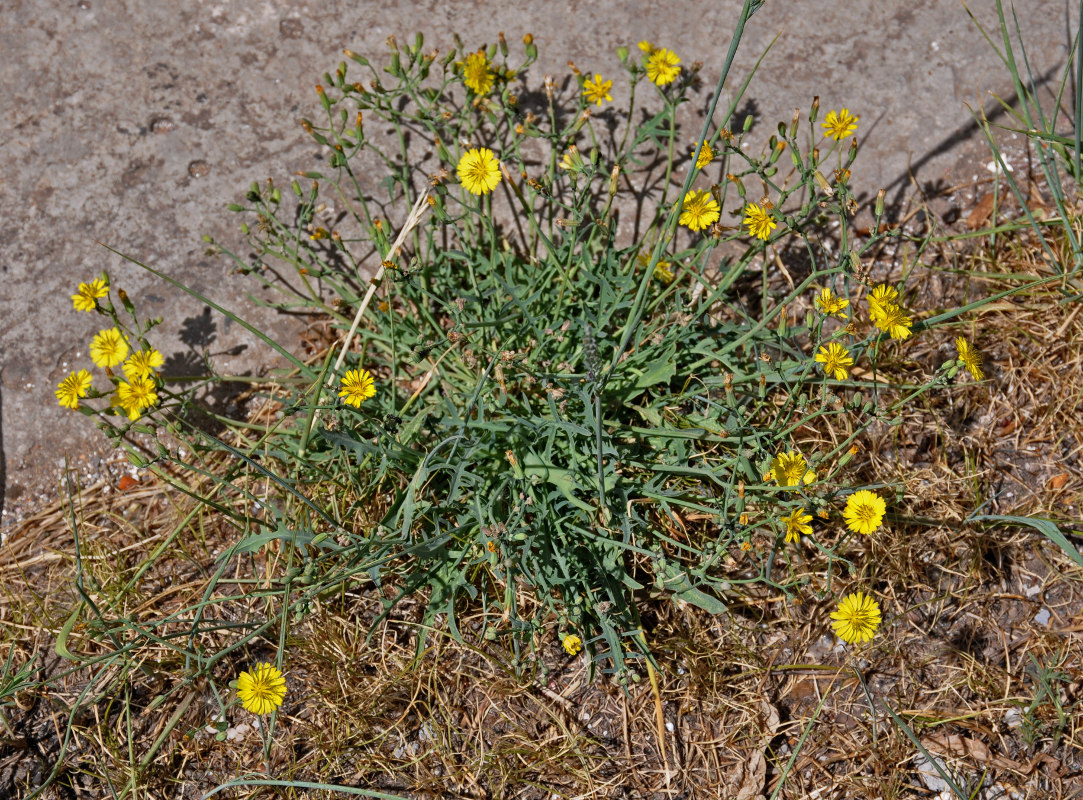 Image of Ixeridium gramineum specimen.