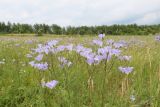Linum hirsutum