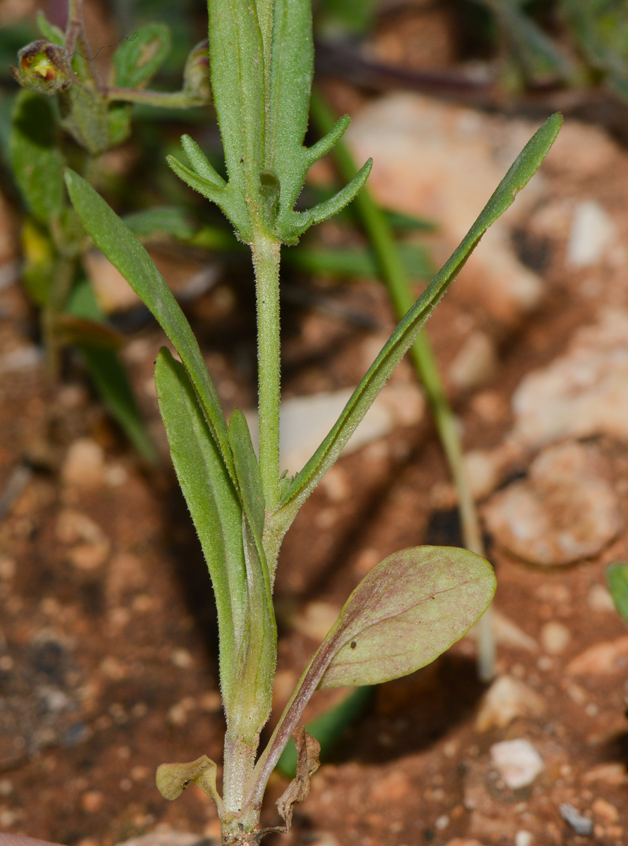 Image of Valerianella vesicaria specimen.