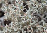 Cladonia uncialis