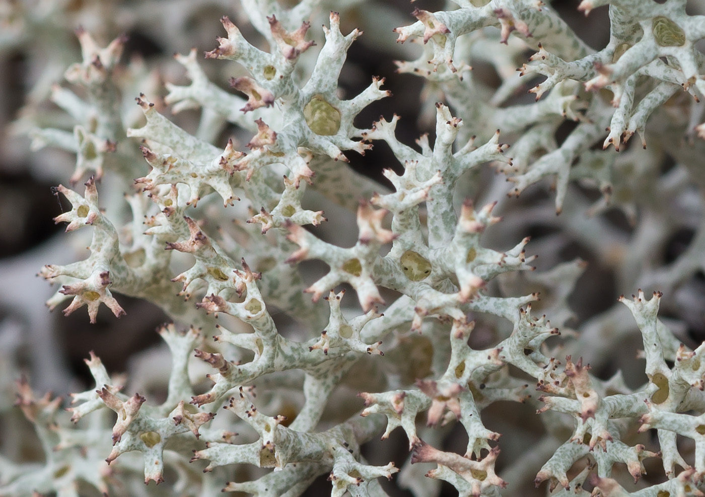 Изображение особи Cladonia uncialis.