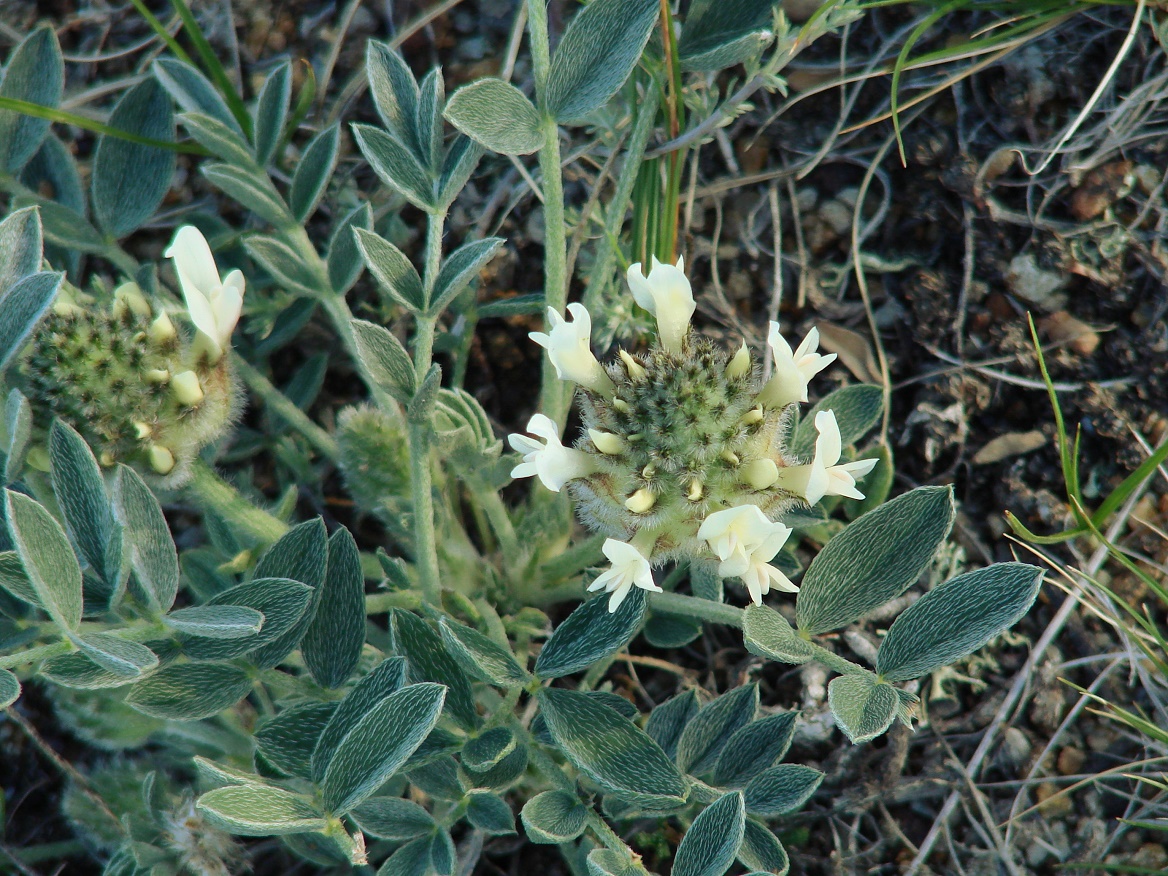 Изображение особи Astragalus lupulinus.