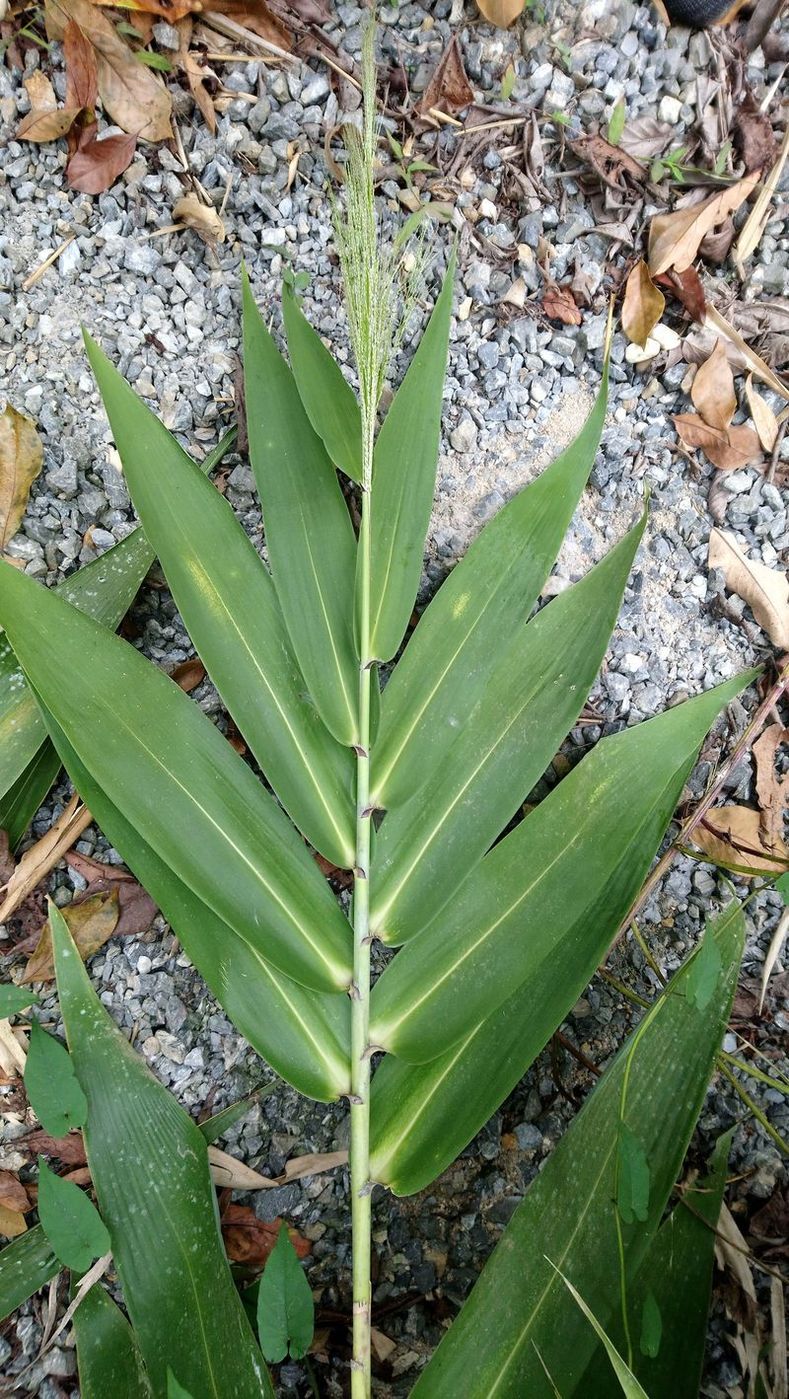 Image of genus Thysanolaena specimen.