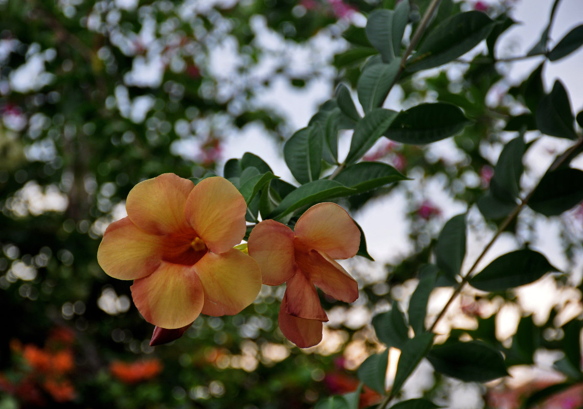 Изображение особи Allamanda blanchetii.