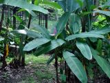 Musa ornata. Цветущее растение. Малайзия, Куала-Лумпур, в культуре. 13.05.2017.