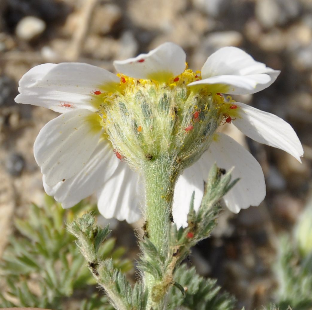 Изображение особи род Anthemis.