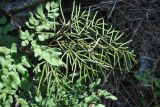 Llavea cordifolia