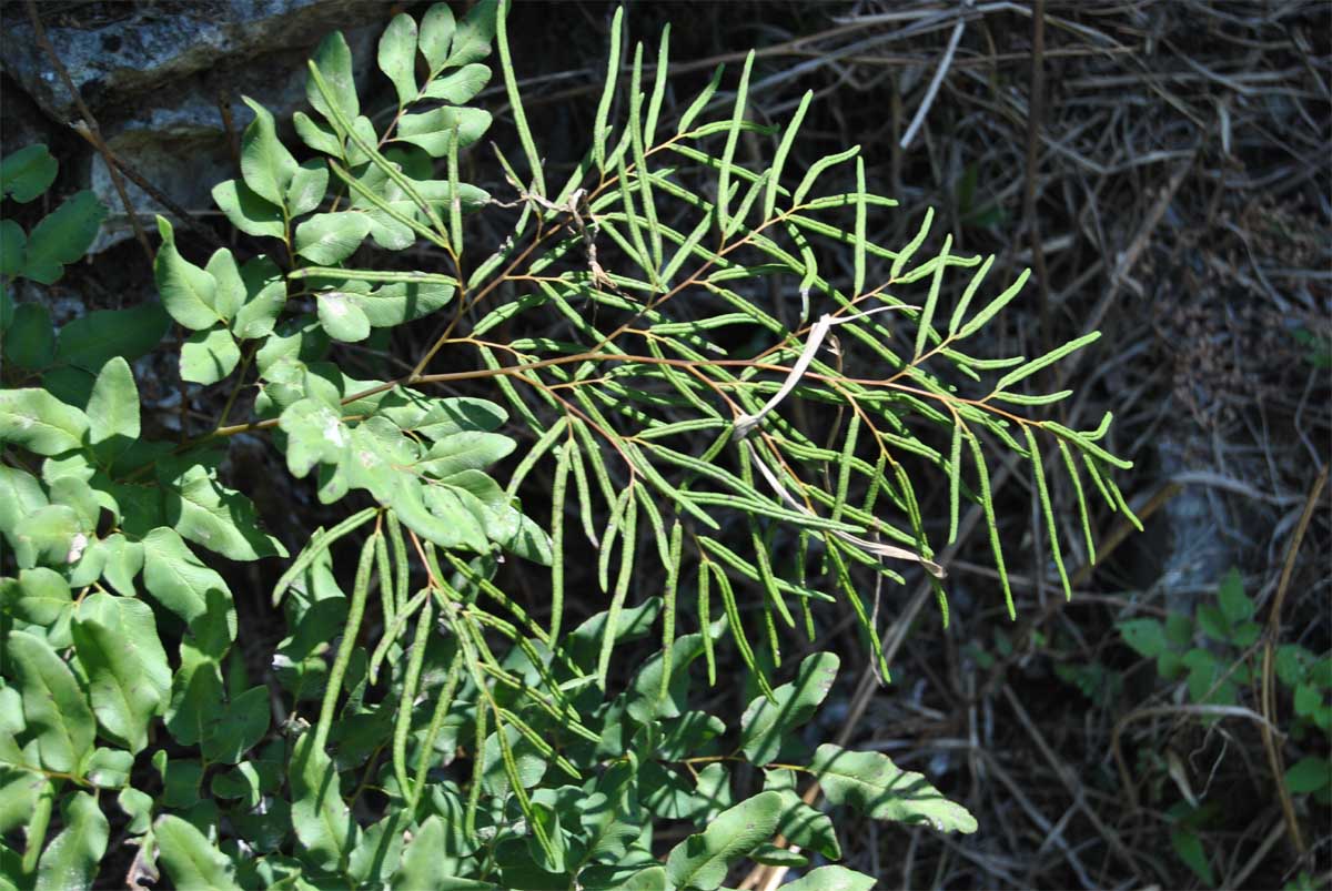 Image of Llavea cordifolia specimen.