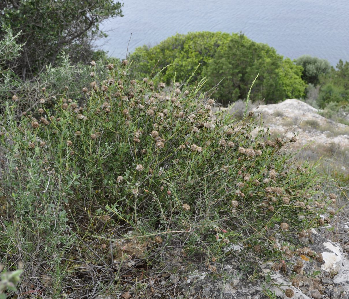 Image of Globularia alypum specimen.