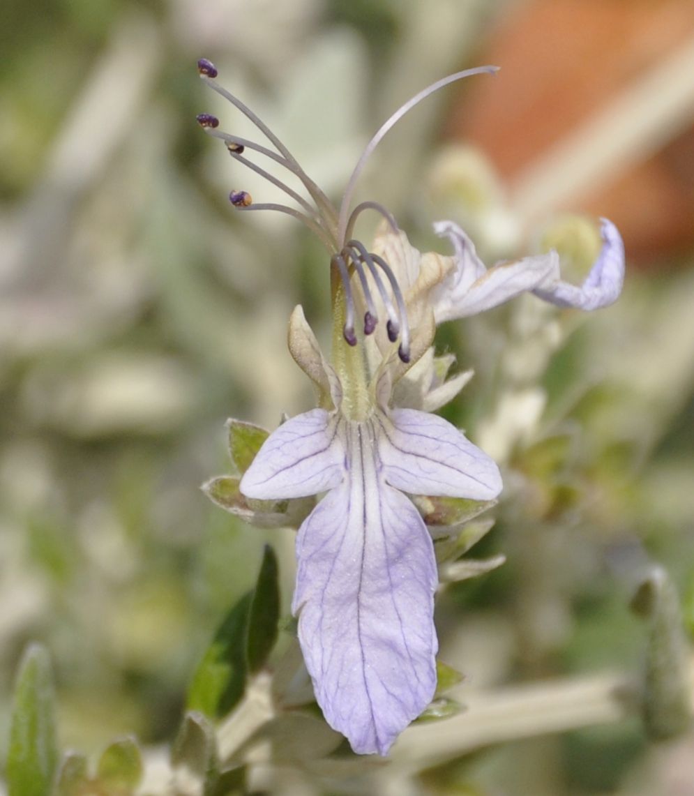 Изображение особи Teucrium fruticans.