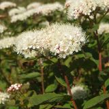 Spiraea beauverdiana. Верхушка побега с соцветием. Магаданская обл., Ольский р-н, окр. мыса Нюкля, склон над морем, разнотравная поляна. 09.07.2016.