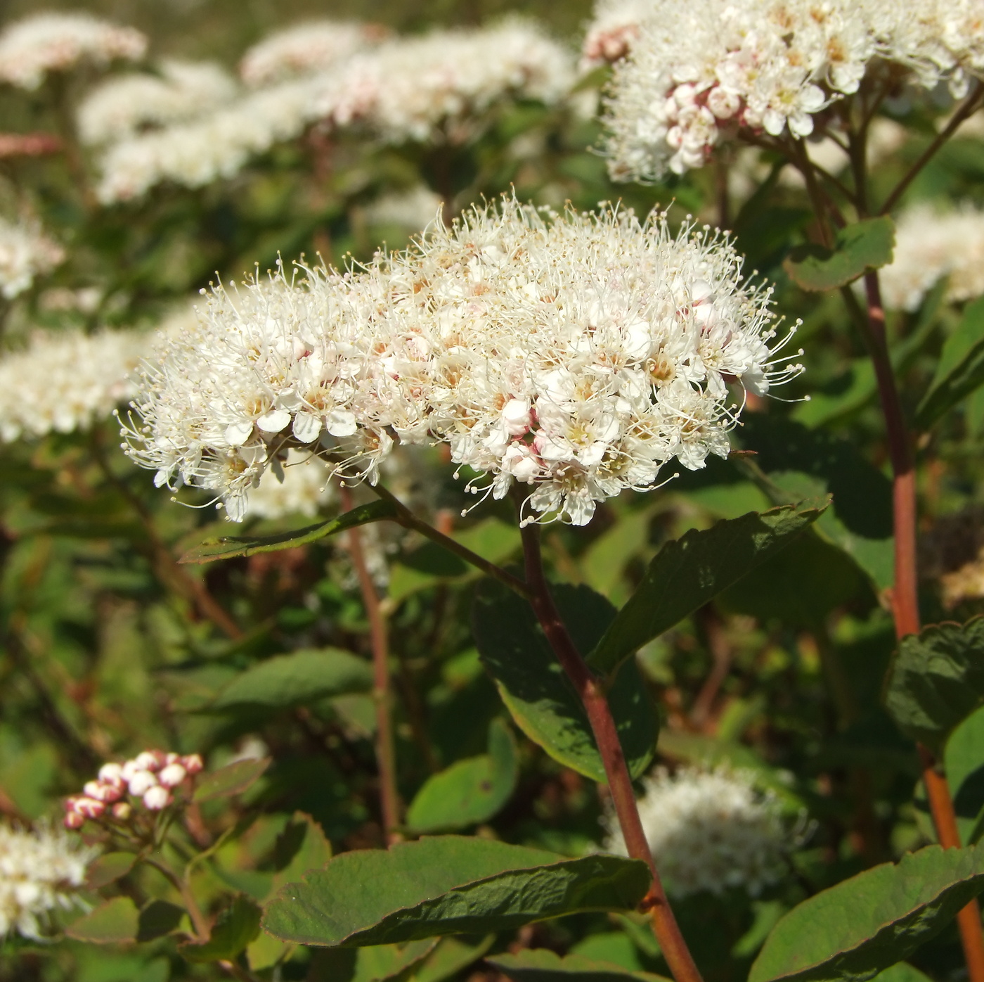 Изображение особи Spiraea beauverdiana.