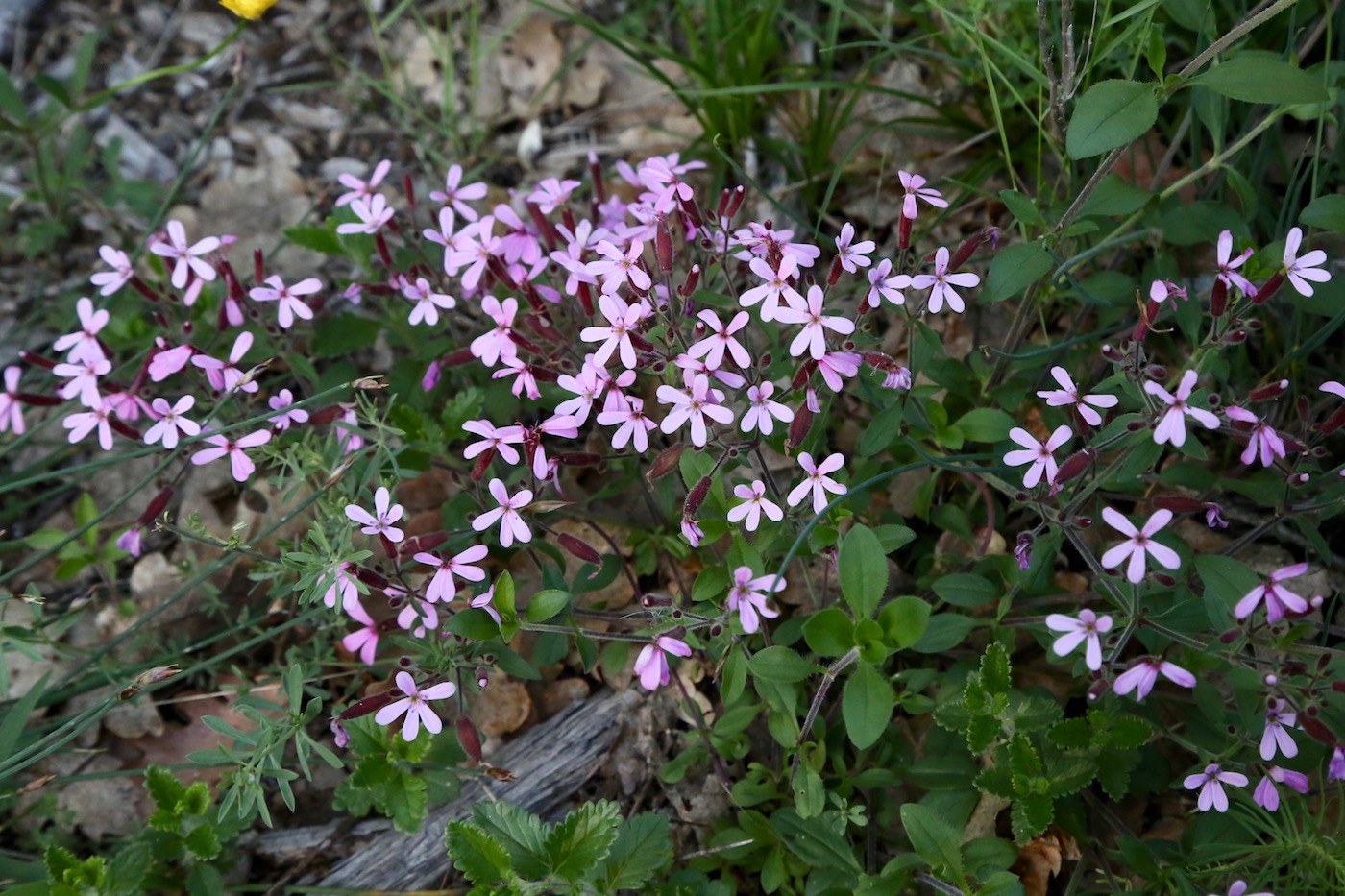 Изображение особи Saponaria ocymoides.