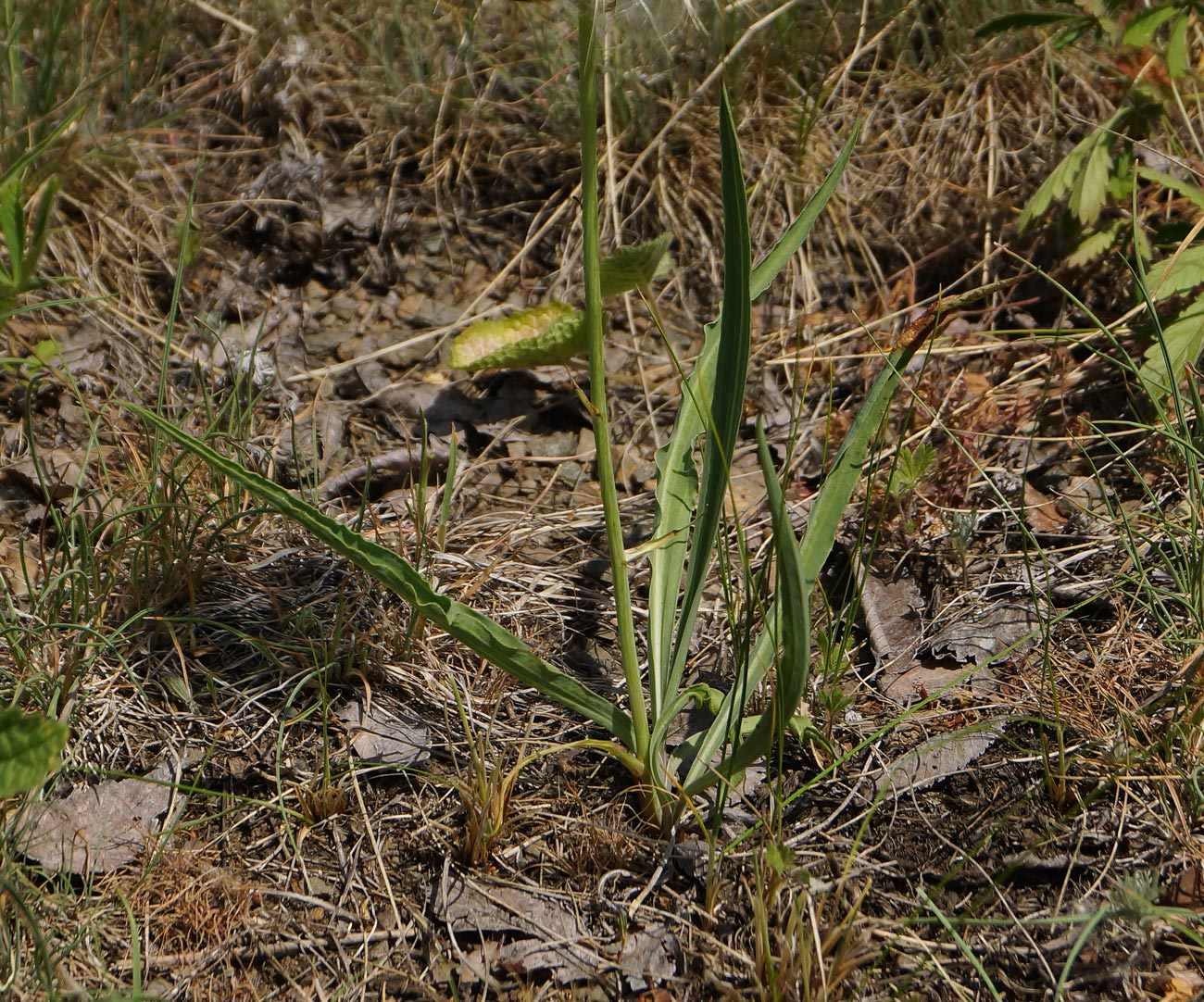 Image of Scorzonera austriaca specimen.