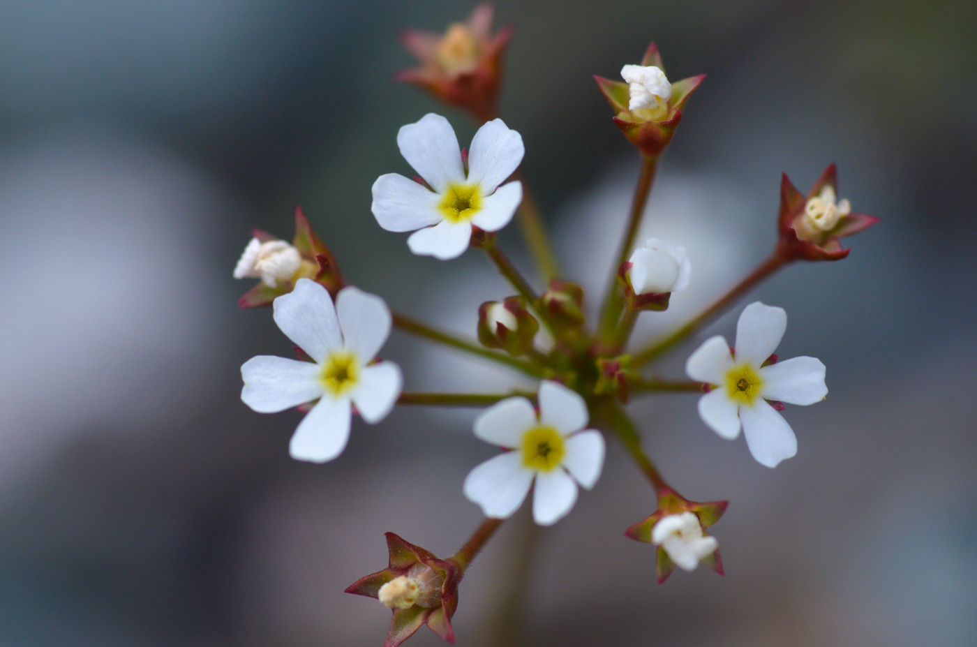 Image of Androsace lactiflora specimen.