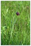 Fritillaria meleagroides