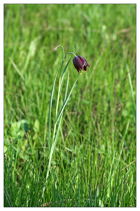 Изображение особи Fritillaria meleagroides.