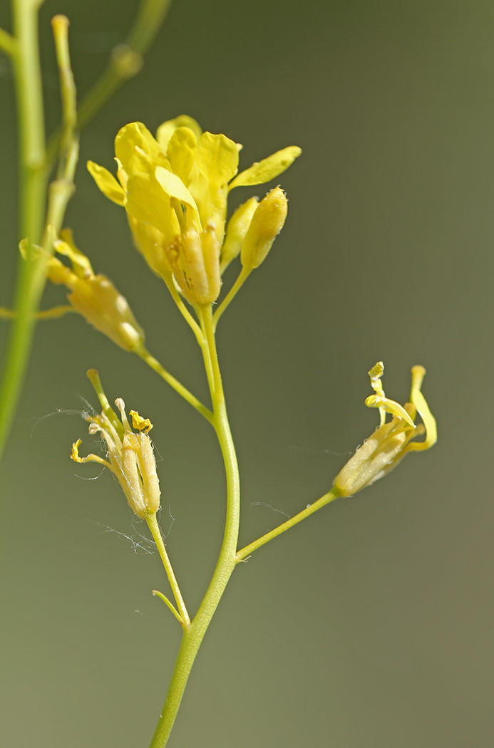 Image of Erucastrum armoracioides specimen.