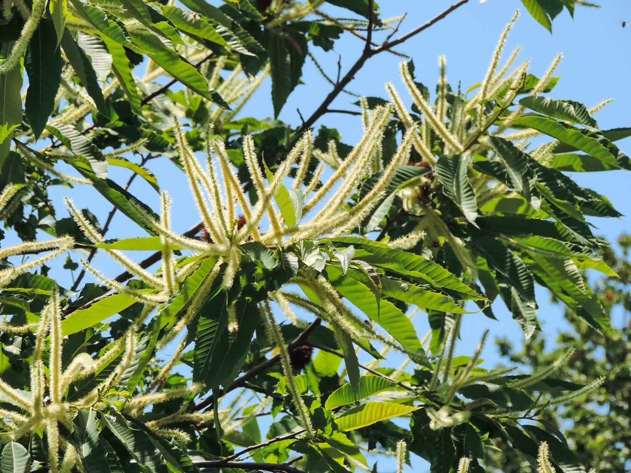 Image of Castanea sativa specimen.