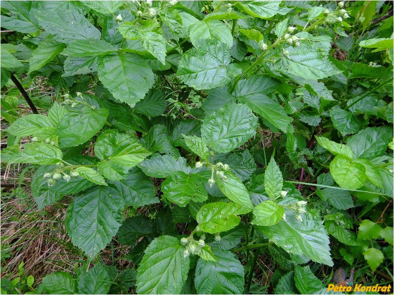 Image of genus Rubus specimen.