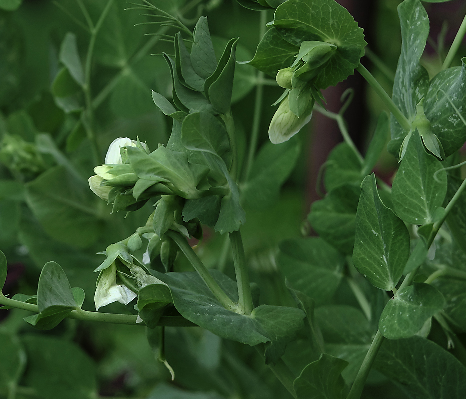 Изображение особи Pisum sativum.