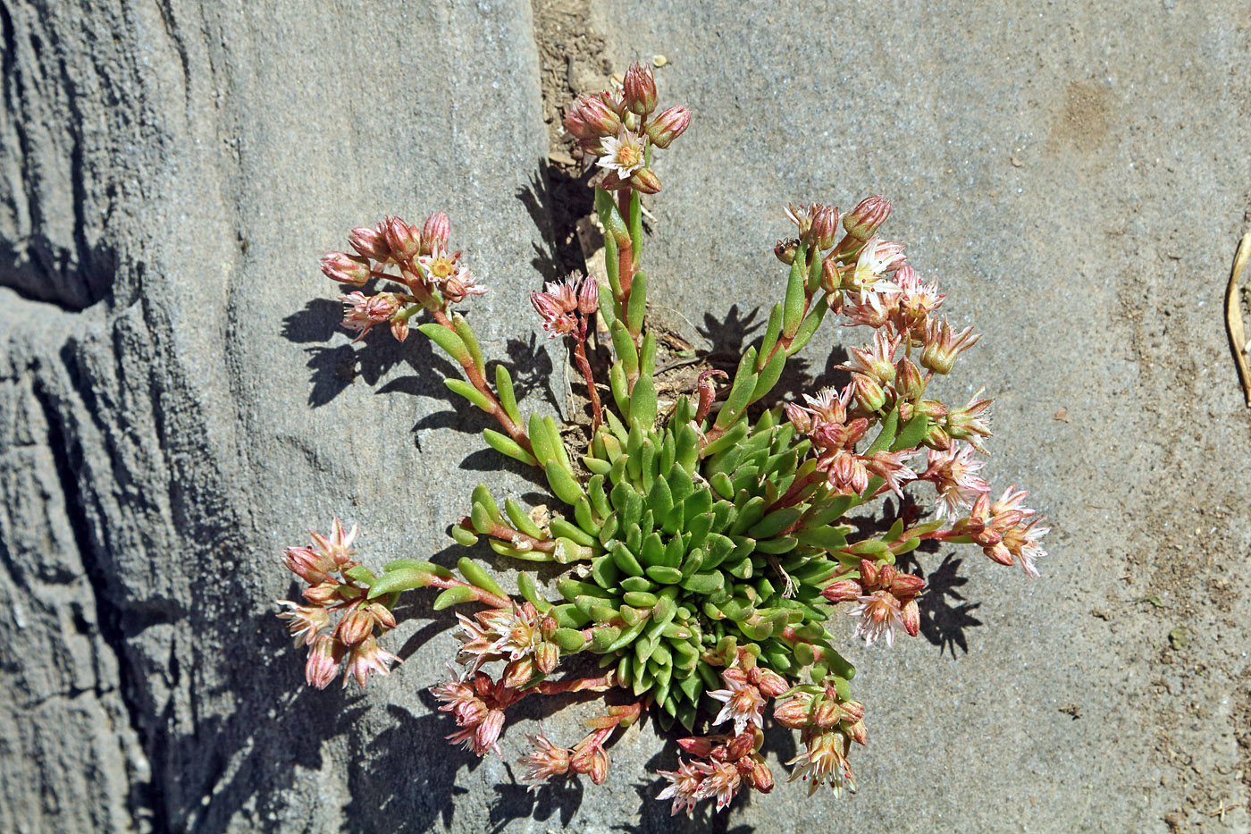 Изображение особи Rosularia alpestris.