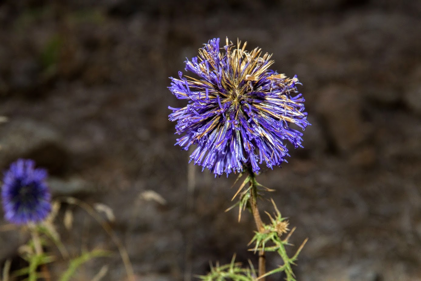 Image of Echinops adenocaulos specimen.