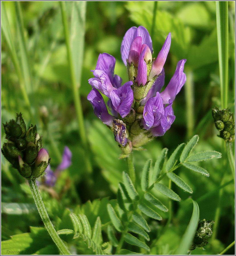 Изображение особи Astragalus danicus.