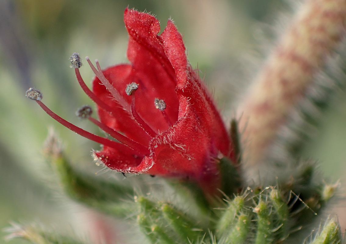 Image of Echium angustifolium specimen.