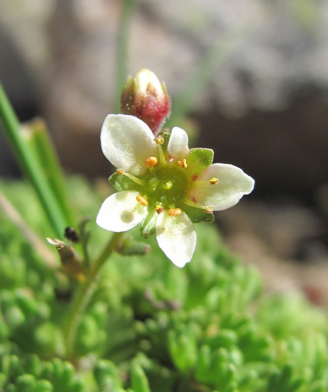 Image of Saxifraga adenophora specimen.