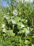 Petasites spurius