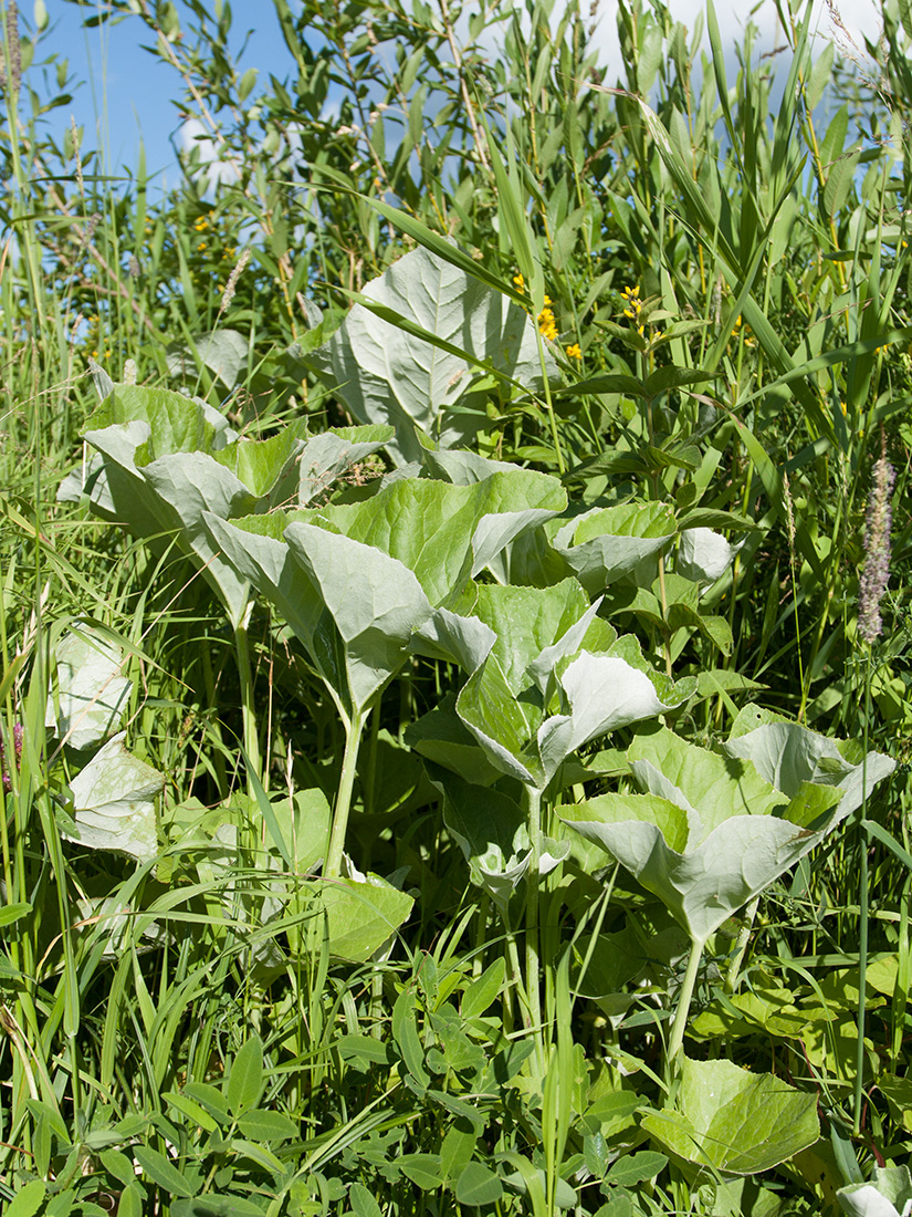 Image of Petasites spurius specimen.