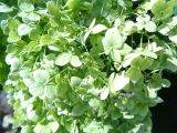 Hydrangea arborescens. Отцвётшее соцветие. Тверская обл., г. Весьегонск, в культуре. 24 августа 2018 г.