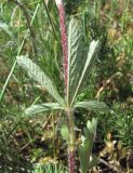 Potentilla recta