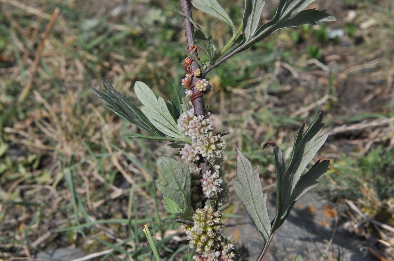 Image of genus Cuscuta specimen.