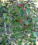 Cotoneaster tauricus