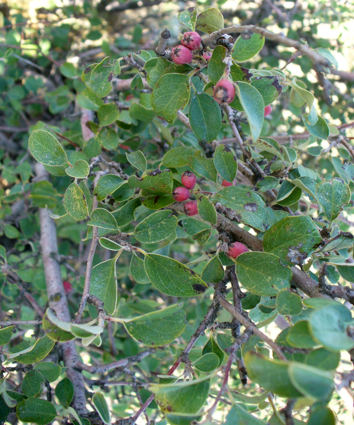 Image of Cotoneaster tauricus specimen.