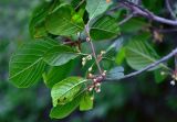 Frangula alnus. Верхушка ветви с соцветиями. Тульская обл., Ефремовский р-н, долина р. Красивая Меча, высокий берег реки. 03.06.2018.