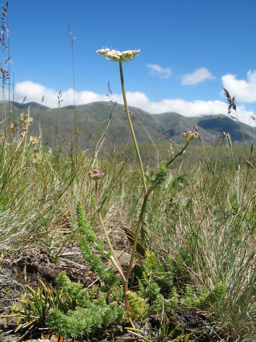 Image of Schtschurowskia meifolia specimen.