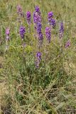 Oxytropis kasakorum