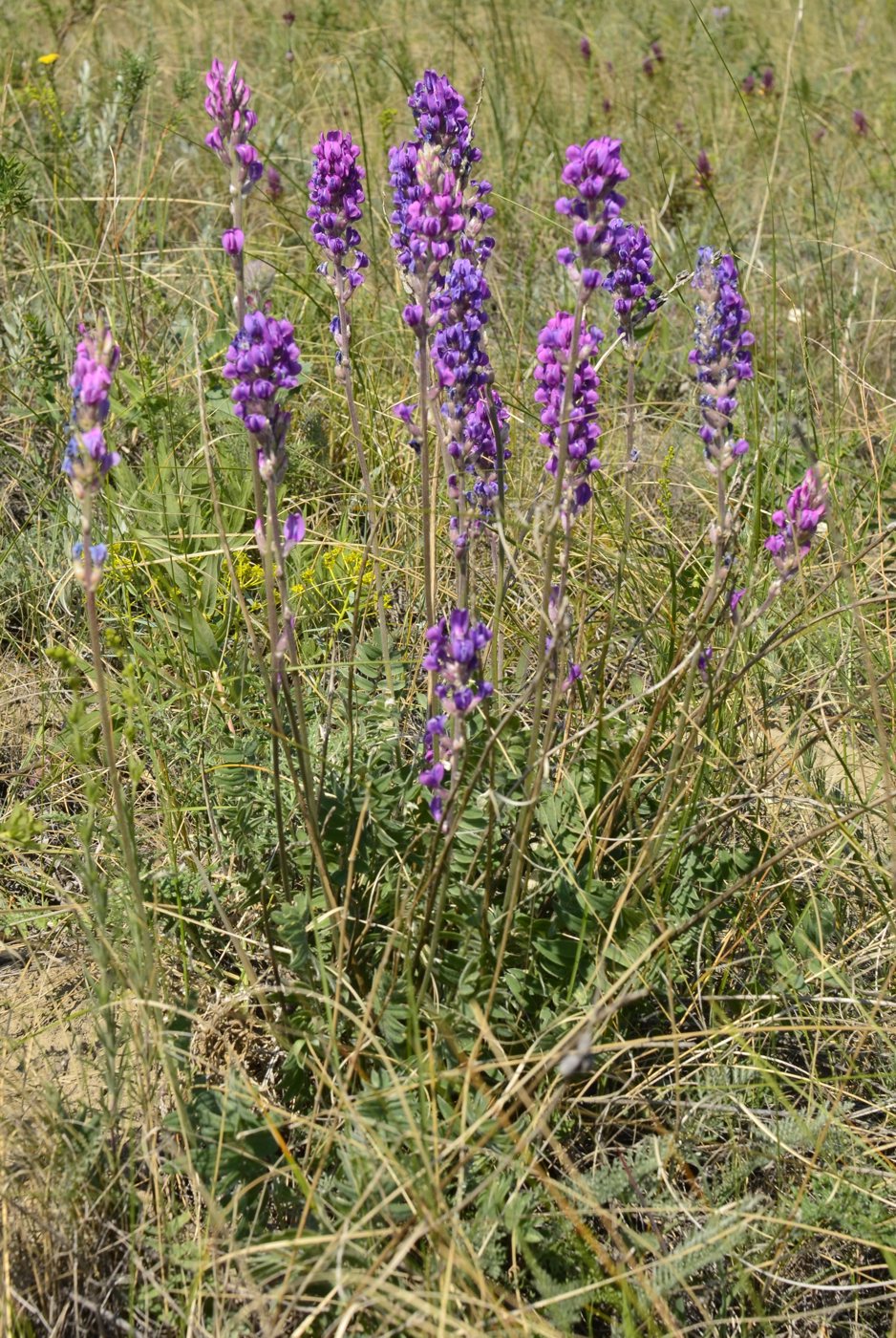 Изображение особи Oxytropis kasakorum.