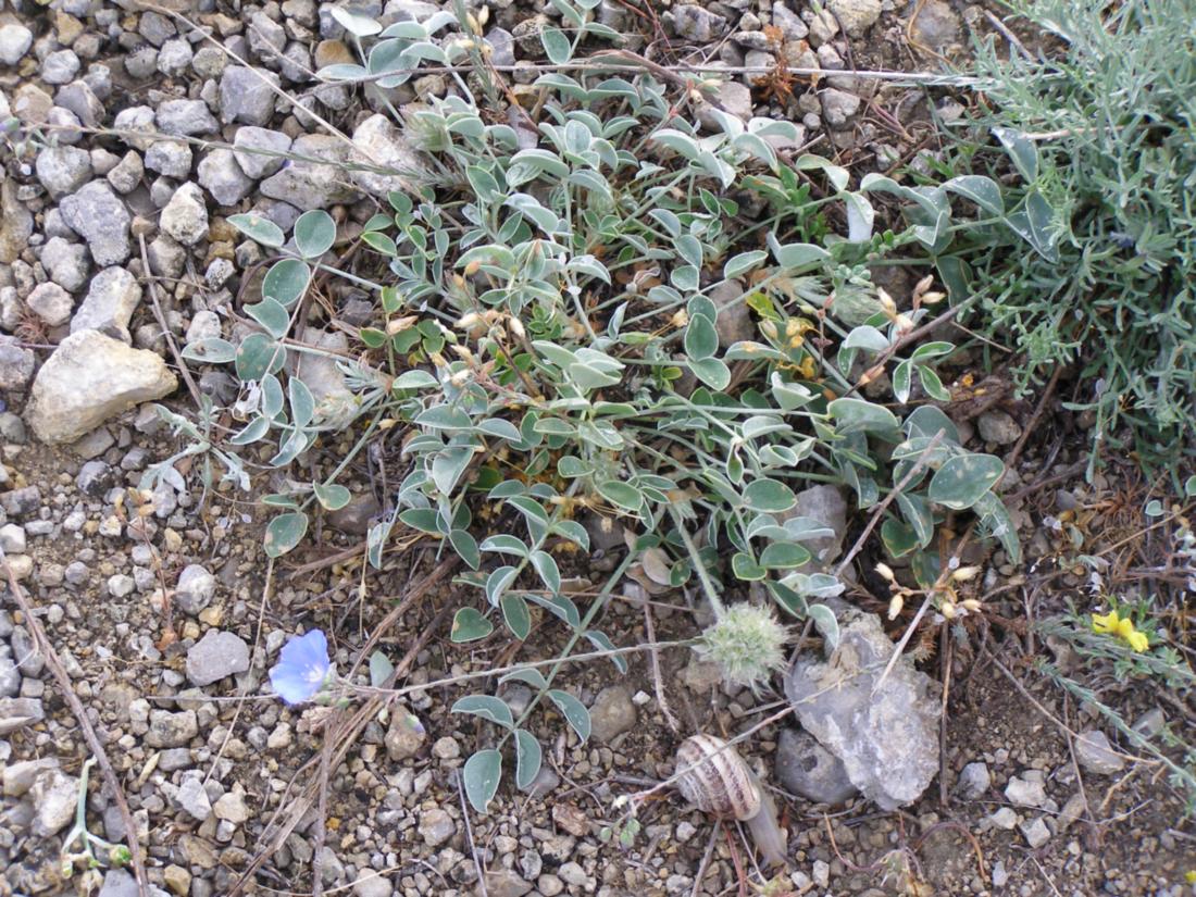 Image of Hedysarum candidum specimen.