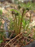 Dryopteris expansa. Разворачивающиеся вайи. Магаданская обл., Ольский р-н, бассейн р. Омчик, р. Нижний Омчик, склон сопки, каменноберезняк. 18.06.2011.