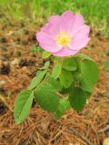 Rosa acicularis