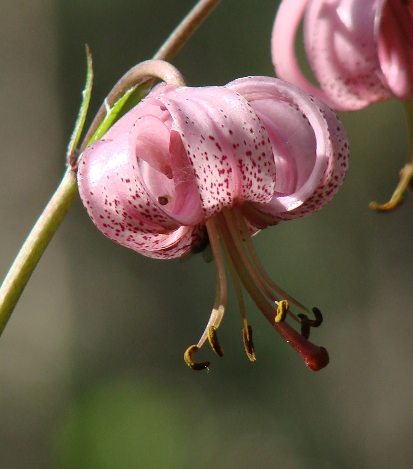 Image of Lilium pilosiusculum specimen.