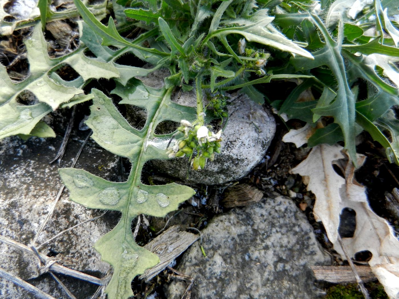 Изображение особи Sisymbrium loeselii.