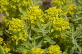 Cruciata taurica